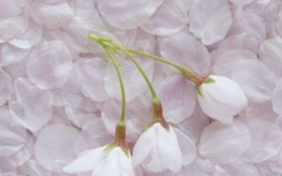 Inilah 4 Wanita Hebat Pendamping Rasulullah yang Patut Diketahui